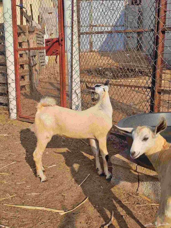 مشروع فحل بيشي ما شاء الله مد وعظم العمر شهرين 1