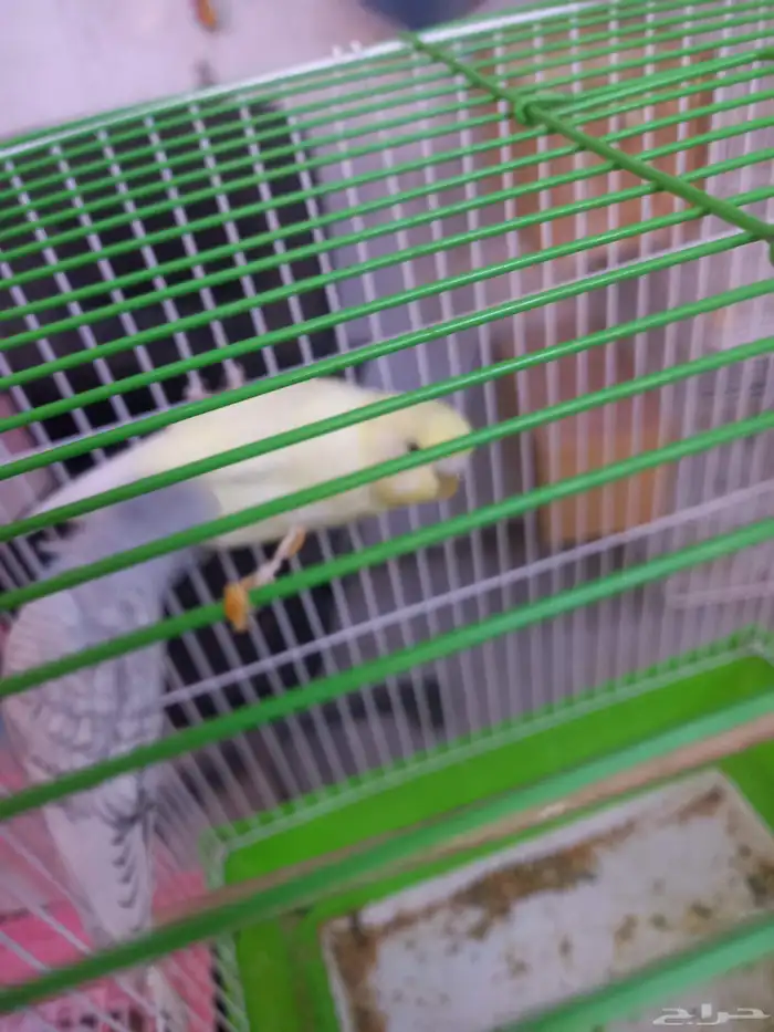 أربعة أزواج بادجي..منتجه..فخمه 5