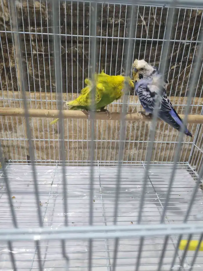 جوز هوقو منتج 1