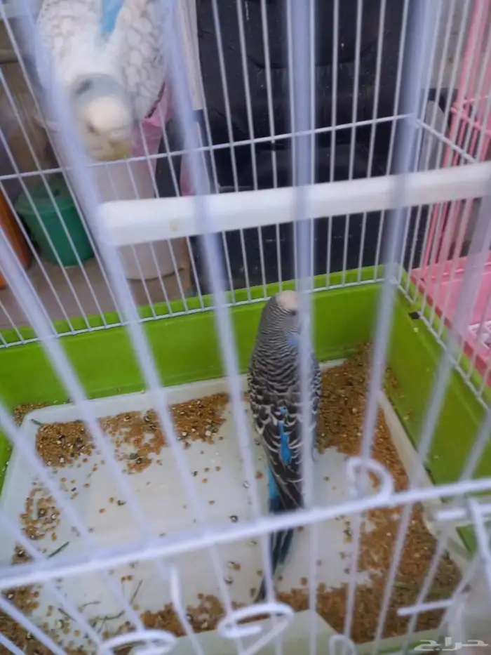 أربعة أزواج بادجي..منتجه..فخمه 8