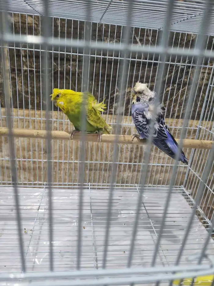 جوز هوقو منتج 0