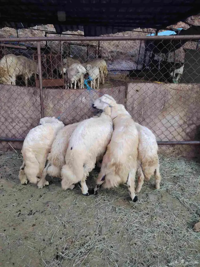 خرفان ذبحه العمر اربع شهور ثلاثه شهور تقريبا 2