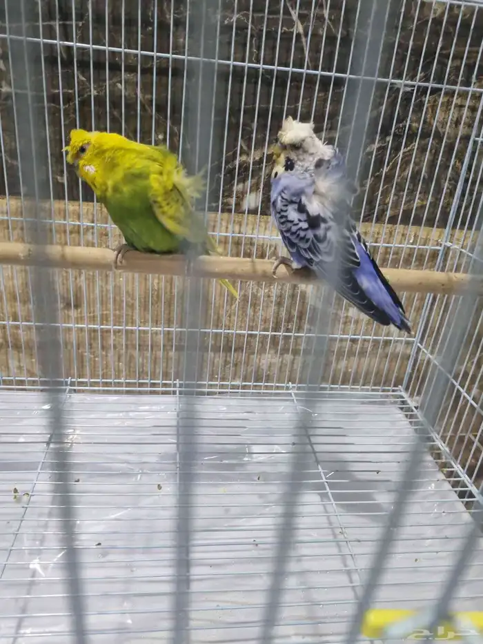 جوز هوقو منتج 4