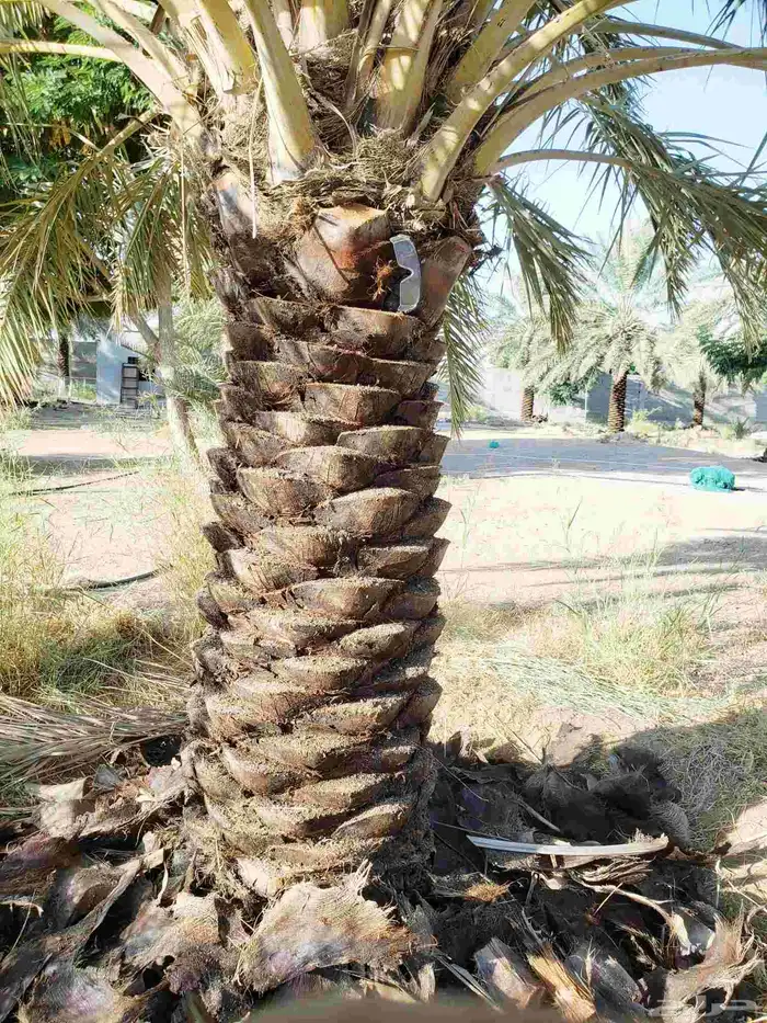 تكريب النخيل 0