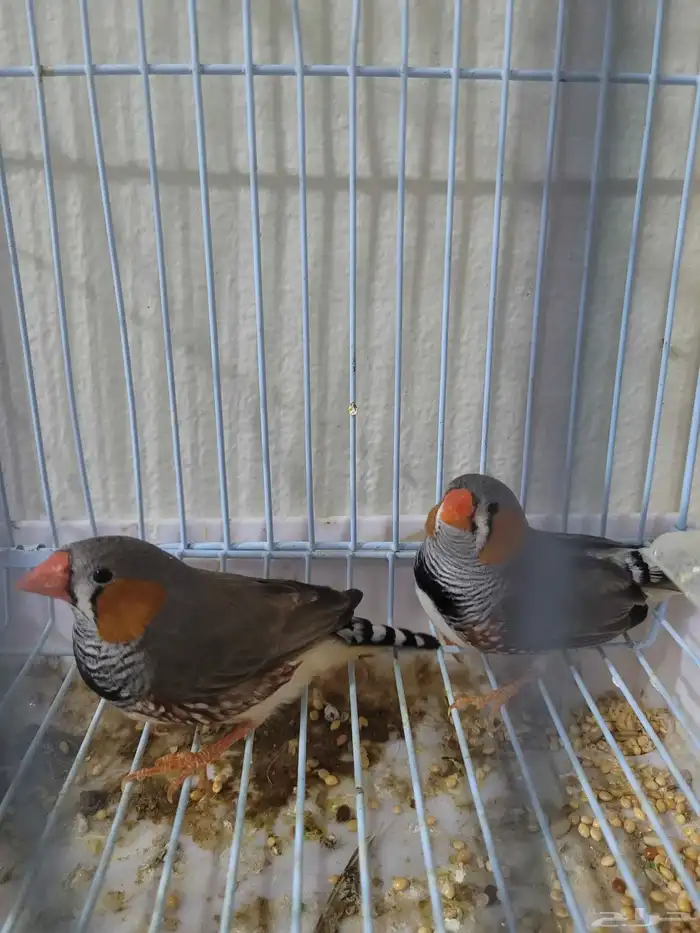 طيور زوبرا فنش 0