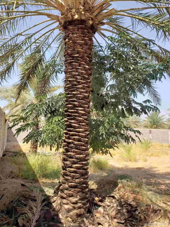 تكريب النخيل 2