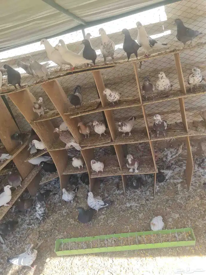 حمام بلدي 30 زوج سعر الجوز 20 ريال الموقع الخرج اليمامه 0