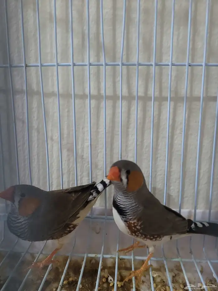 طيور زوبرا فنش 1