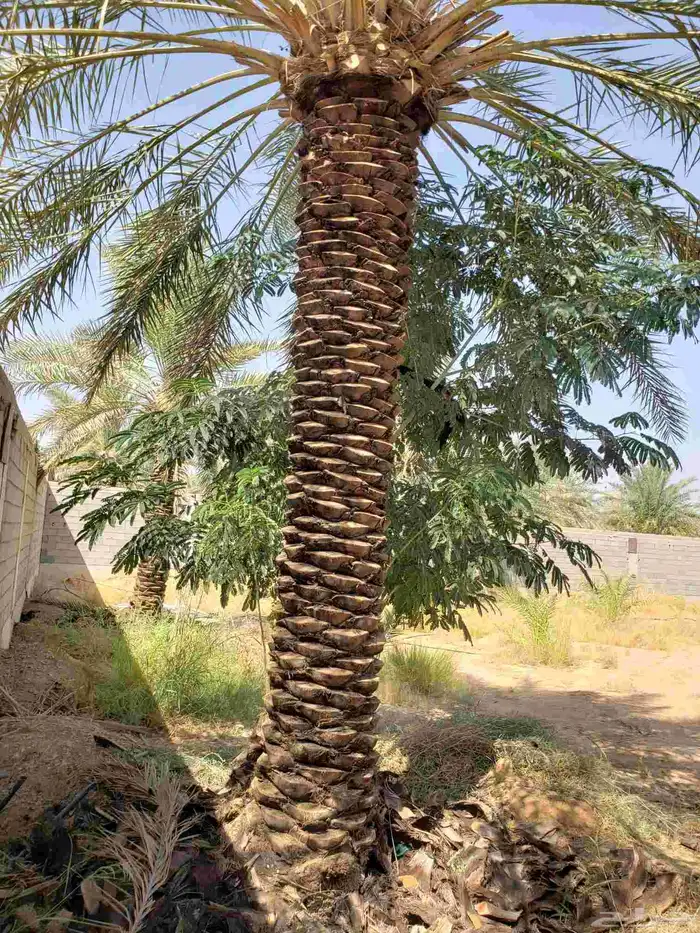 تكريب النخيل 1