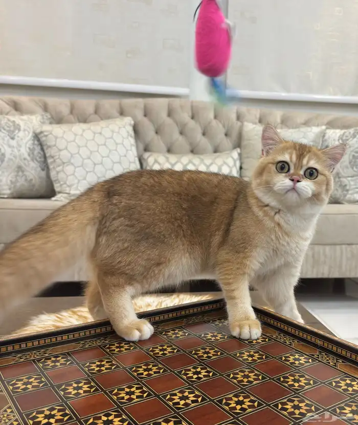 قط بريتش بيور 4
