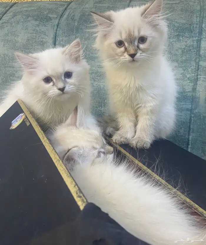 قطط كيتن للبيع المدينة المنورة 2