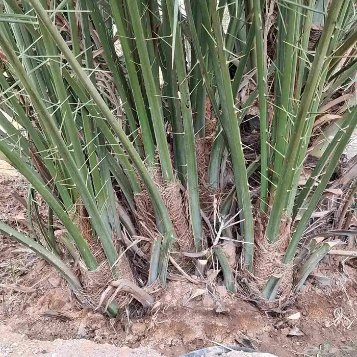 فسايل وجثايث خلاص 1