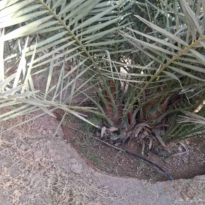 فسايل وجثايث خلاص 4