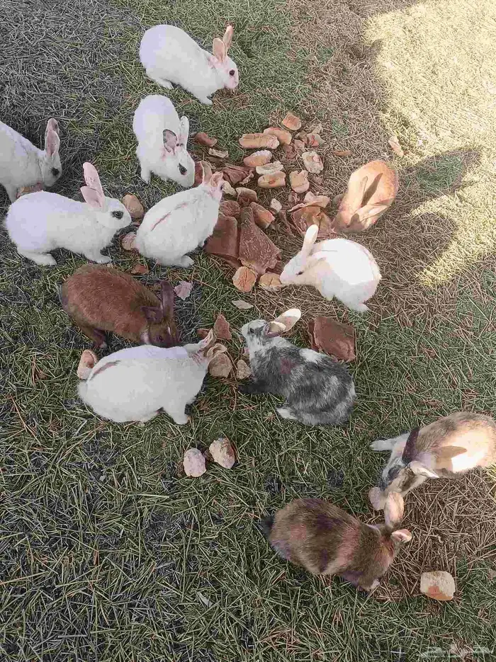 ارانب للبيع 12 ذكرين و10 اناثي تواصل واتس أو خاص 1