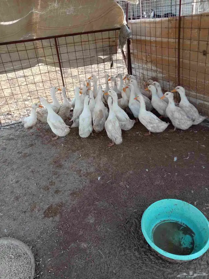 بط بكيني للبيع 0