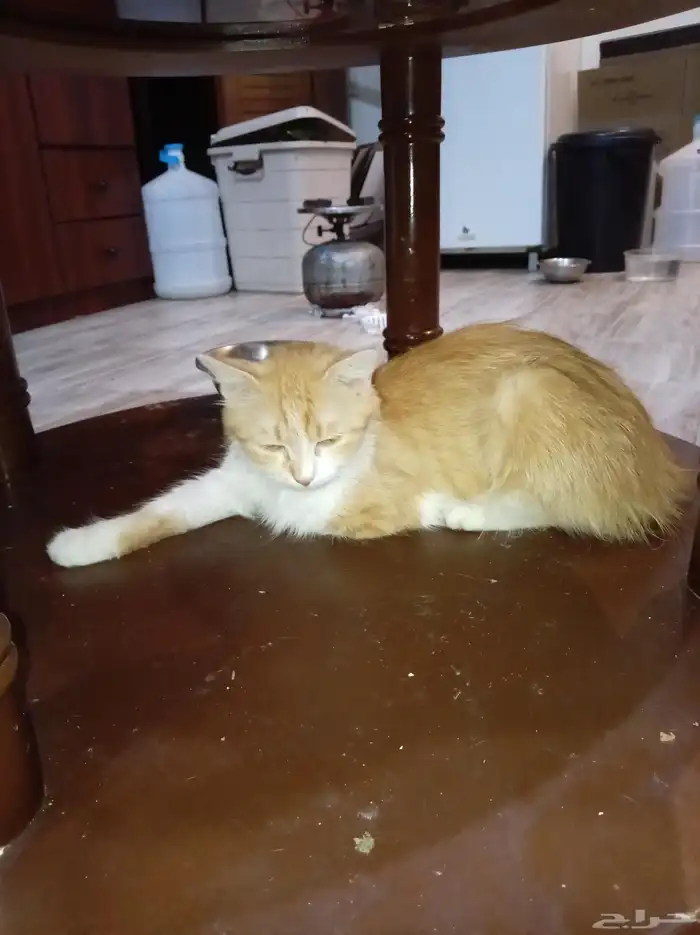 قطة شيرازي مع عيالها ذكر و أنثى 6