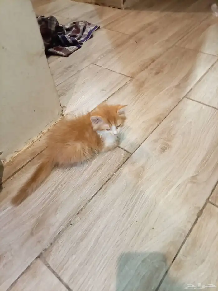 قطة شيرازي مع عيالها ذكر و أنثى 5