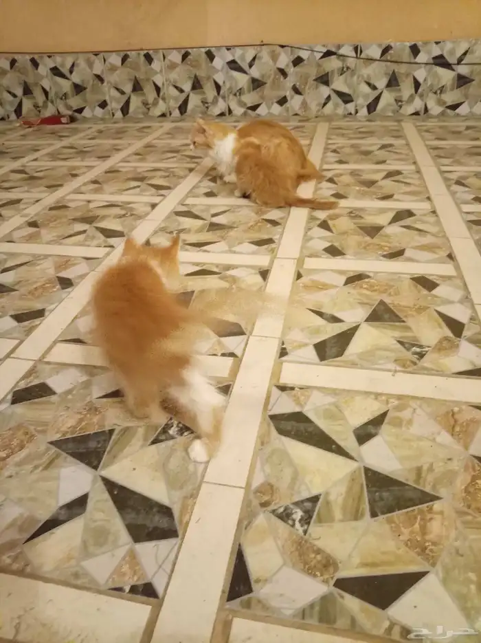 قطة شيرازي مع عيالها ذكر و أنثى 2