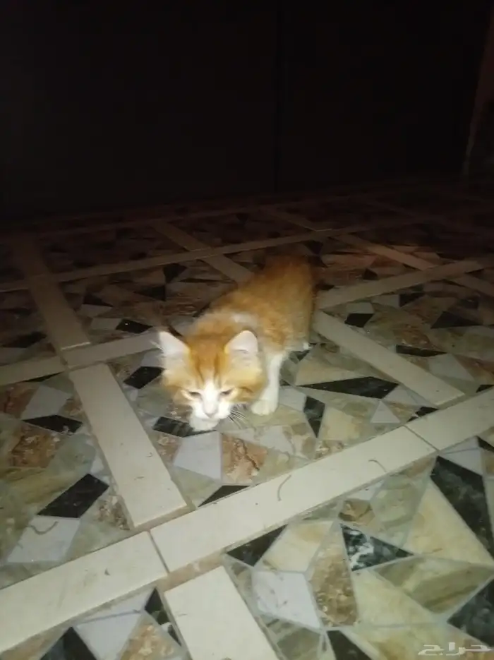 قطة شيرازي مع عيالها ذكر و أنثى 4