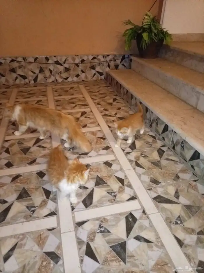 قطة شيرازي مع عيالها ذكر و أنثى 3