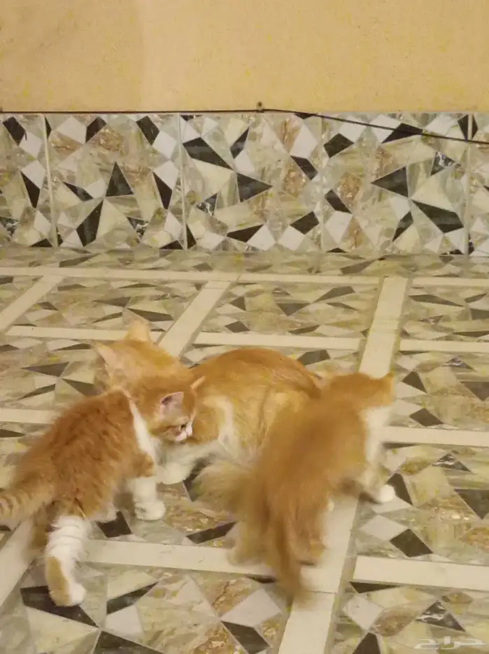 قطة شيرازي مع عيالها ذكر و أنثى 1