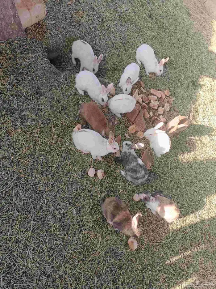 ارانب للبيع 12 ذكرين و10 اناثي تواصل واتس أو خاص 0