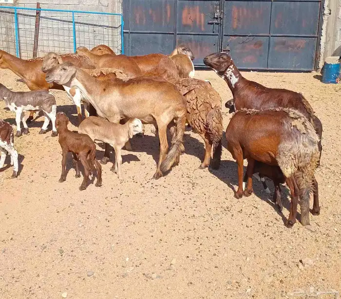 غنم سواكنيه خلفات مراح واحد طيبه ماشاء الله 0