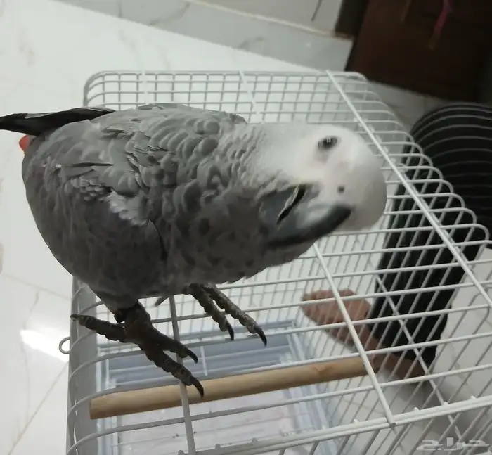 بغبغاء للبيع 0