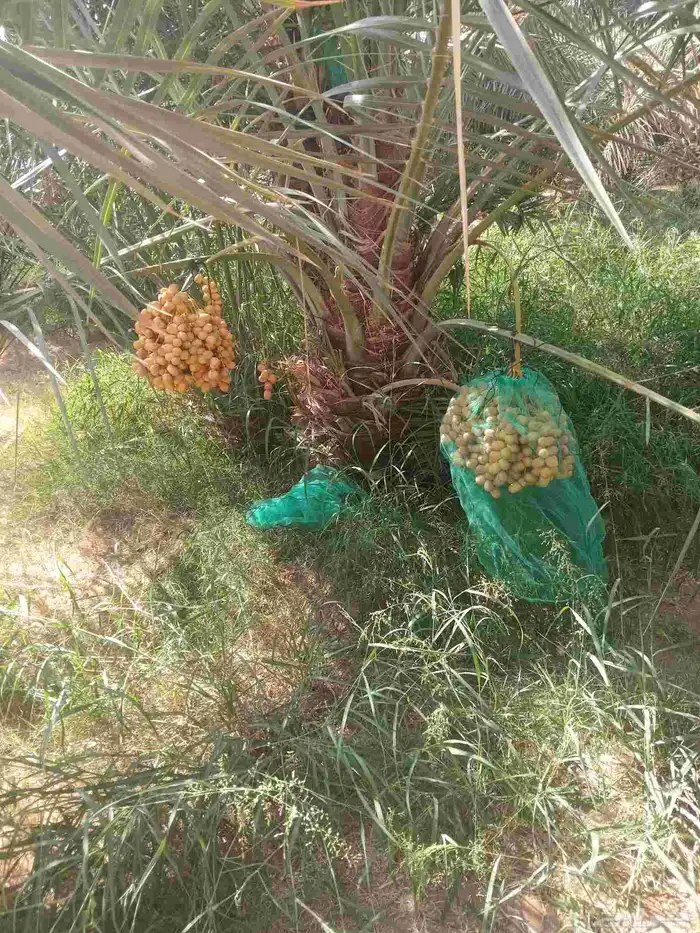 نخل مثمر جثايث نقايل فسايل اخلاص مجدول صقعي هلالي 4