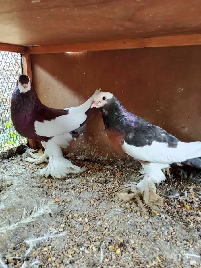 نفاخ مسوبع 2