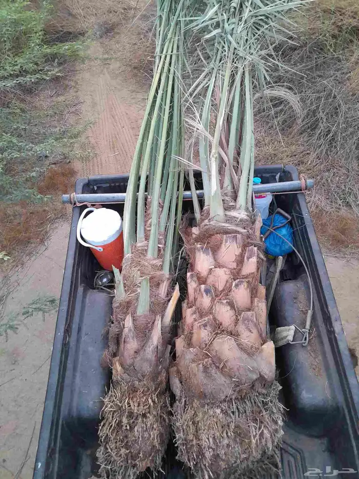 يوجد لدينا جميع انواع النخيل 2