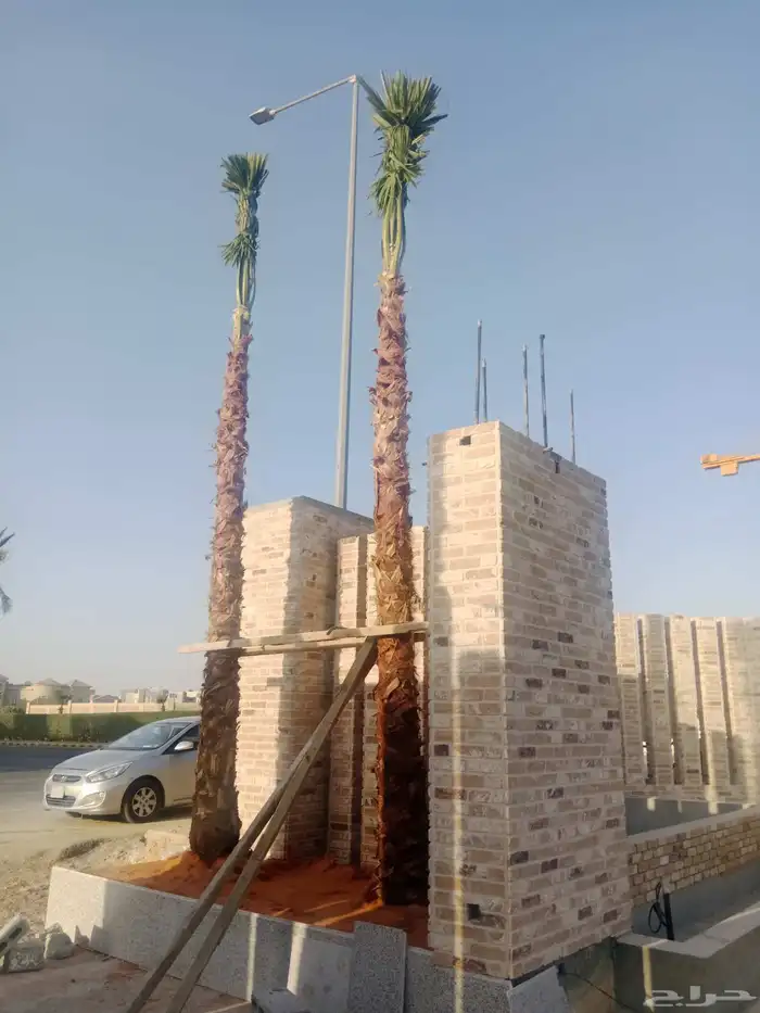 نخل زينه درجه اولى 2