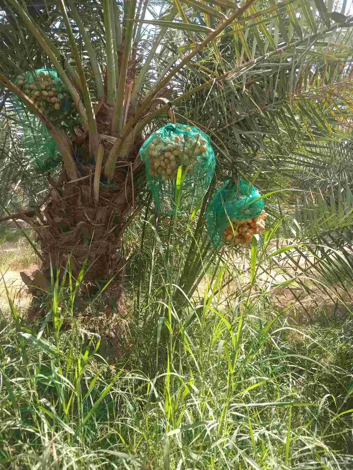 نخل مثمر جثايث نقايل فسايل اخلاص مجدول صقعي هلالي 5