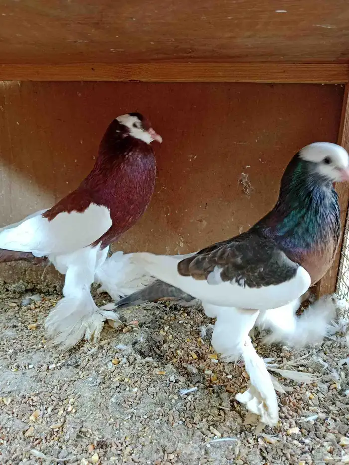 نفاخ مسوبع 1