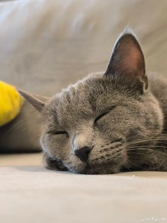 قطة انثى Russian blue للتبني .. عمرها سنة 0