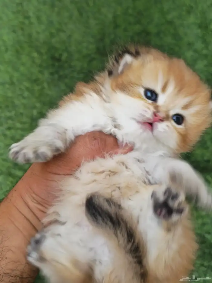 ذكر سكوتش فولد مستوى فاخر للتزاوج 11