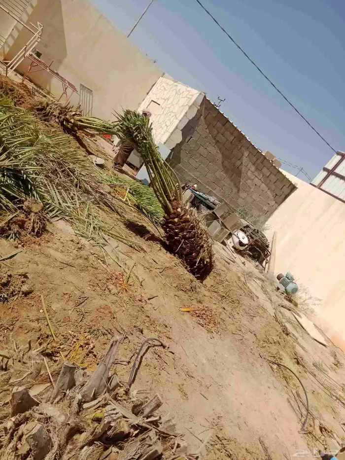 لتنفيذ أعمال التراث حجر ترميم طين 8