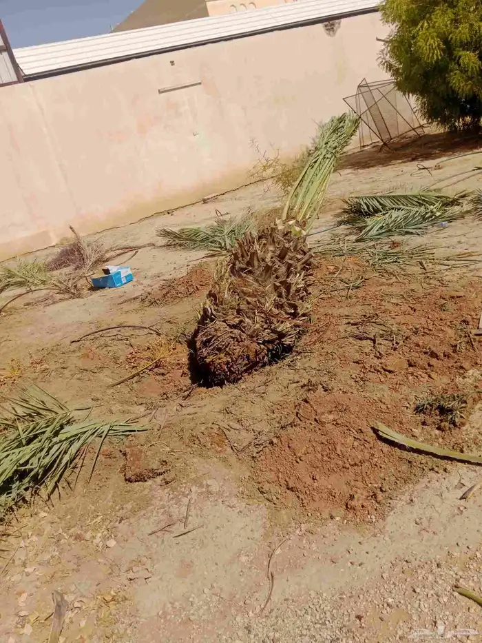 لتنفيذ أعمال التراث حجر ترميم طين 6