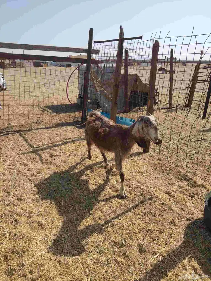 ماعز سوريه طيبه 1