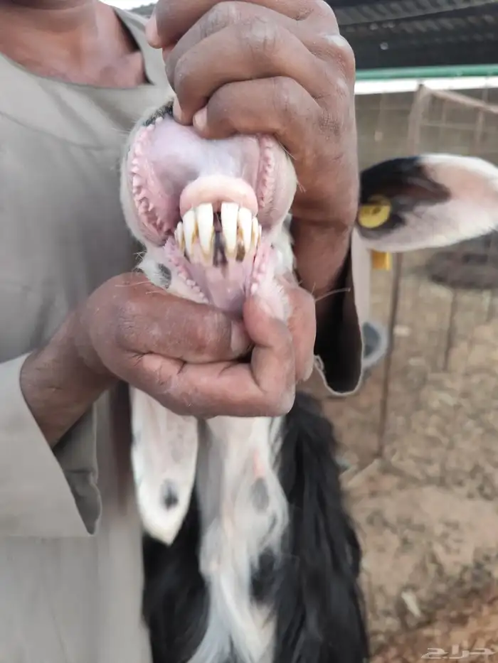 نجدية تحتها توم رخال 1