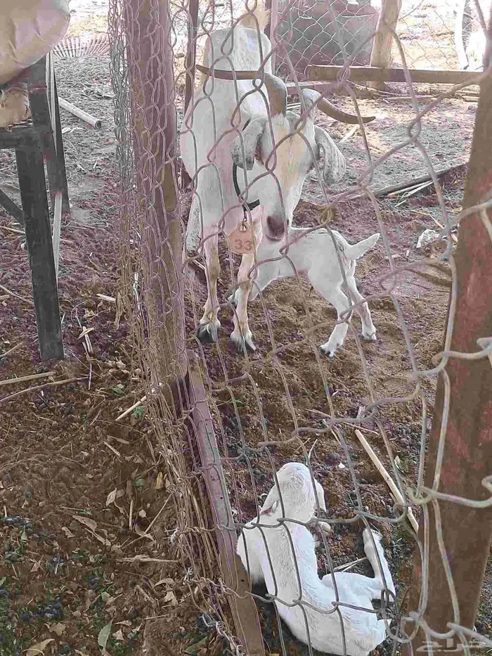 عنزتين متاومة .. و تسعة بهم 6