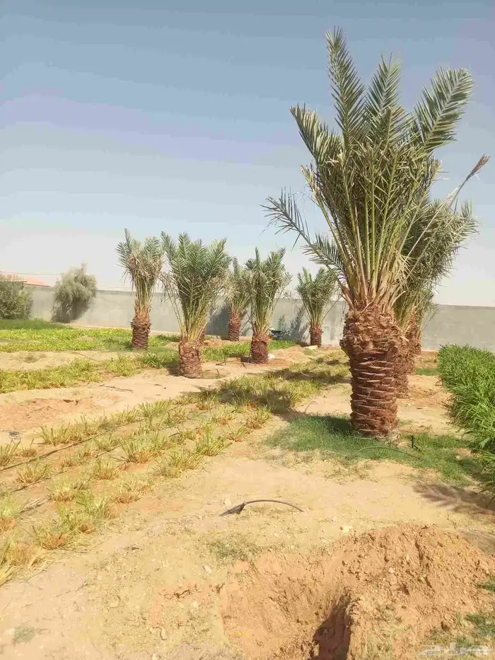 نخل مثمر جثايث نقايل فسايل اخلاص مجدول صقعي هلالي 6