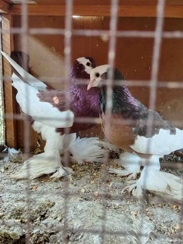 نفاخ مسوبع 3