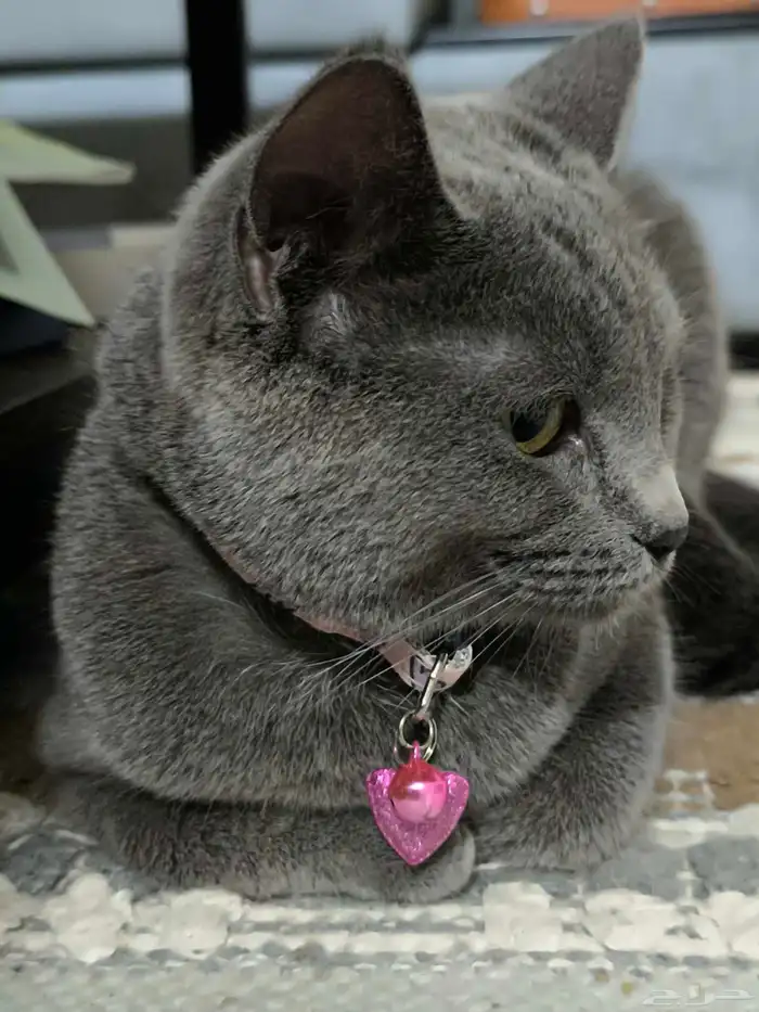قطة انثى Russian blue للتبني .. عمرها سنة 3