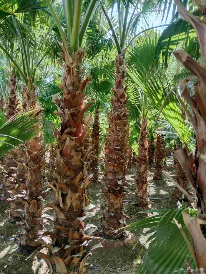 نخل زينه درجه اولى 4