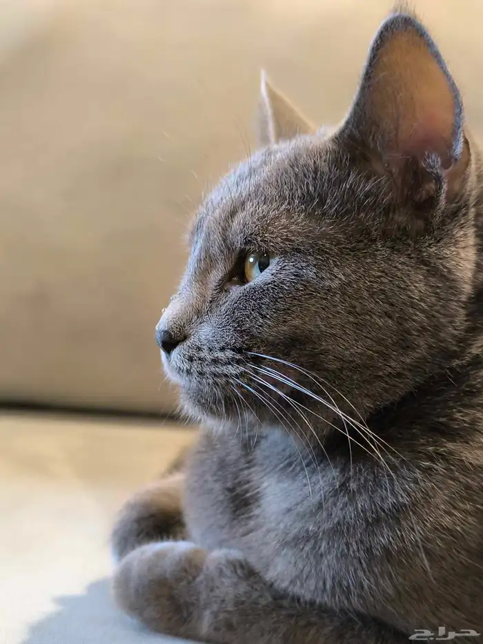 قطة انثى Russian blue للتبني .. عمرها سنة 1