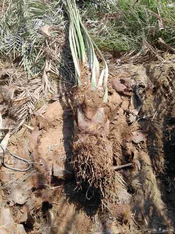 يوجد لدينا جميع انواع النخيل 3