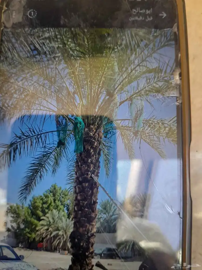 يوجد لدينا جميع انواع النخيل 0