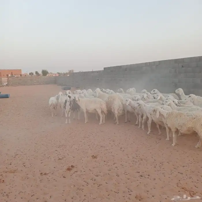 بهم حري للبيع 2