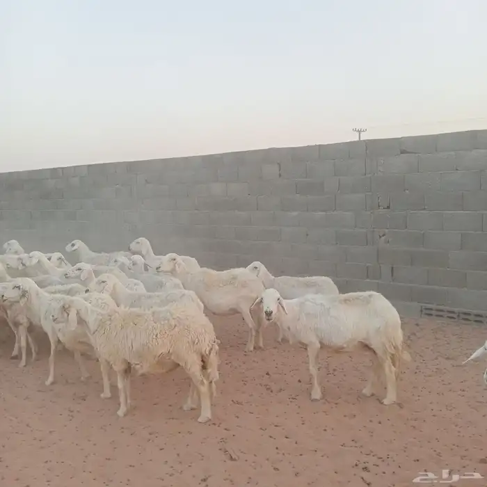 بهم حري للبيع 4